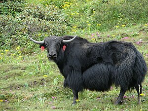 Yak animal in Sikkim India.JPG