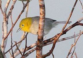 Resim açıklaması Sarı başlı ötleğen (Teretistris fernandinae) cropped.jpg.