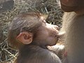 Young hamadryas baboon on mothers breast
