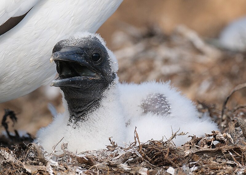 File:Young gannet chick in nest with opened beak.jpg