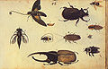 Insects, Kupferstich-Kabinett (Dresden)