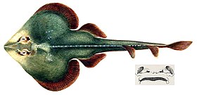 Zapteryx brevirostris.jpg