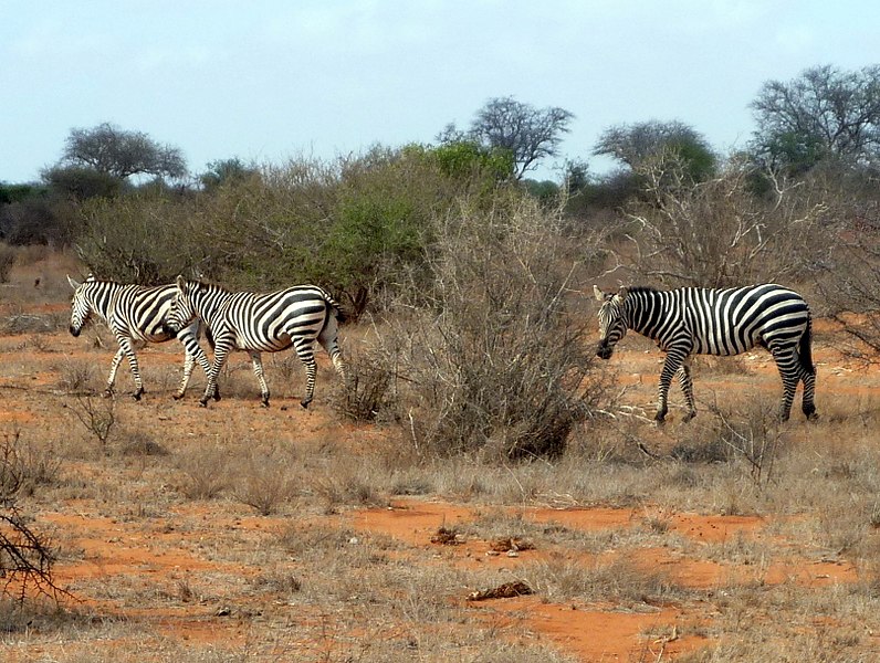 File:Zebras. Kilifi District - panoramio.jpg