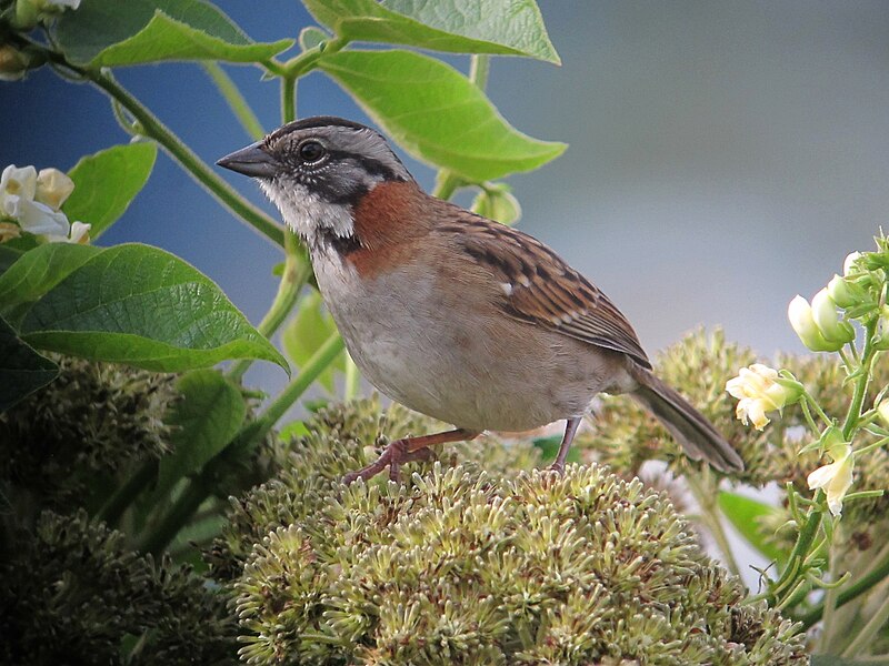 File:Zonotrichia capensis Gorrión copetón Rufous-collared Sparrow (15095208892).jpg