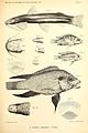 Zoologische Erbegnisse einer in den Jahren 1888-1890 mit Unterstützung der Kgl. Akademie der Wissenschaften zu Berlin von Dr. Franz Stuhlmann in die Küstengebiete von Ost-Afrika unternommenen Reise BHL36880660.jpg