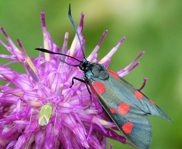 File:Zygaena lonicerae (16275671088).jpg