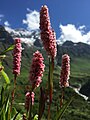 "Flowers Blossom At valley of flowers Chamoli, India" 26.jpg