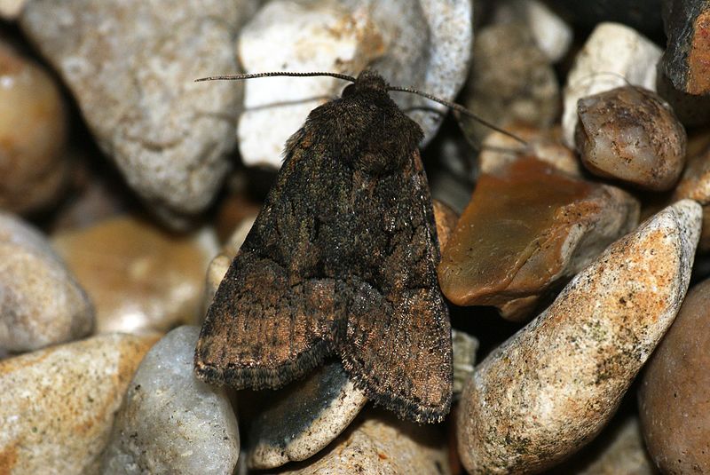 File:(2339) Tawny Marbled Minor (Oligia latruncula) (3626234652).jpg