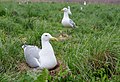 * Nomination Larus cachinnans in Ukraine (Solonyi Lyman Reserve)by Ryzhkov Sergey --Anntinomy 20:18, 25 May 2017 (UTC) * Promotion Eyes sharp, head sharp, bird overall mostly sharp, OK for me. However, please add some category related to its species. --Basotxerri 11:46, 27 May 2017 (UTC)  Done Added the category, thanks --Anntinomy 18:16, 27 May 2017 (UTC) Good quality. --W.carter 09:32, 30 May 2017 (UTC)