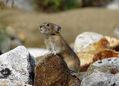 Watching northern pika (whistling hare) in Momsky National Park, Sakha Republic, Russia