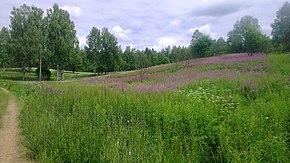 Nær landsbyen Sidorovo - panoramio (3).jpg