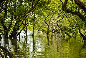 Ratargul Swamp Forest. Photograph: Tawkir Ahmad