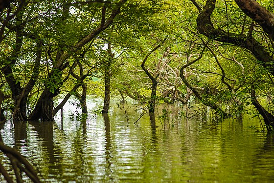 Ratargul Swamp Forest. Photograph: Tawkir.ahmad