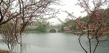 花港公园近杨公堤湖畔樱花盛开