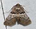 - 5579 – Macalla zelleri – Zeller's Epipaschia Moth (35864000116).jpg