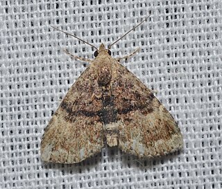 <i>Dyspyralis illocata</i> Species of moth
