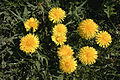 - Taraxacum officinale - 02.jpg