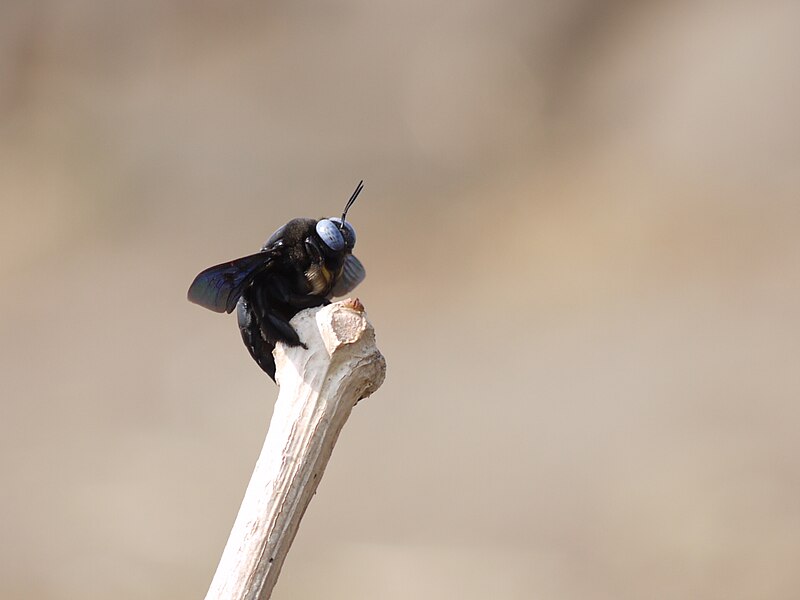 File:... bee -- large carpenter bee (5445286327).jpg