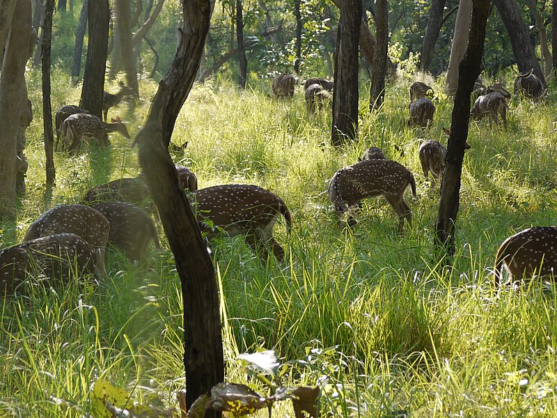 File:... spotted deer (6367824393).jpg