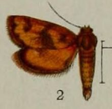 02-Massepha fulvalis Hampson, 1898. JPG