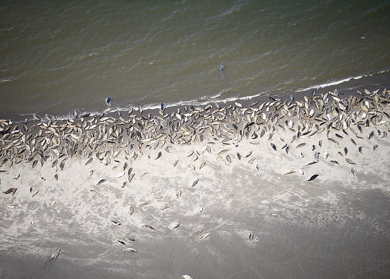 File:052514 harbor seal aerial survey columbia river odfw (15136930931).jpg