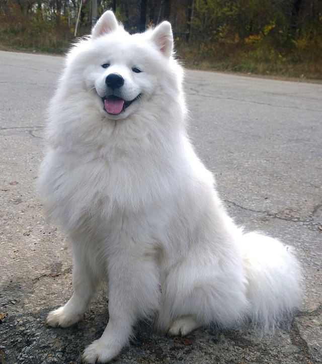 Chien samoyed sales