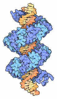 Transcription activator-like effector virulence factors of pathogenic plant bacteria, such as Xanthomonas species, that bind to specific sequences in the promoter regions of host DNA