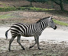 Steppenzebra