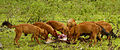 Pack of dholes eating a chital