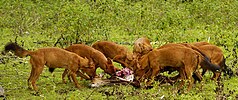 Cão-Selvagem-Asiático: Etimologia e classificação, Características, Habitat