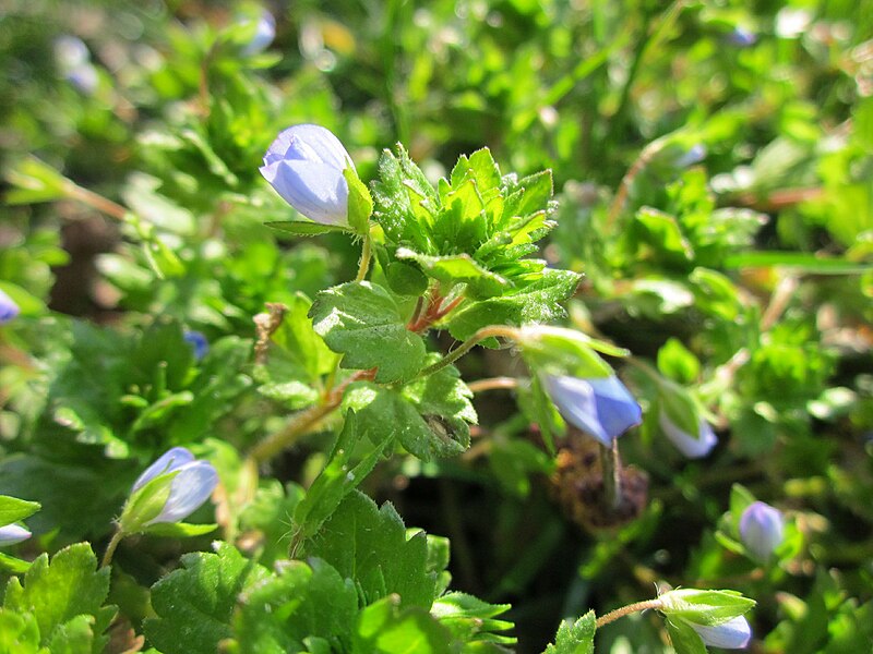 File:20130407Veronica persica.jpg