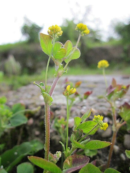 File:20130525Medicago lupulina.jpg