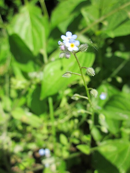 File:20130617Myosotis arvensis.jpg