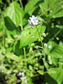 Myosotis arvensis (Acker-Vergissmeinnicht)