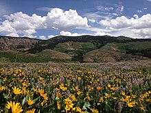 Field of Wyethia amplexicaulis in bloom, Fox Creek Mountains, Nevada 2014-06-24 12 14 14 View east across a field of wildflowers towards the Fox Creek Mountains from Elko County Route 748 (Charleston-Jarbidge Road) on the east side of Copper Basin, Nevada.jpg