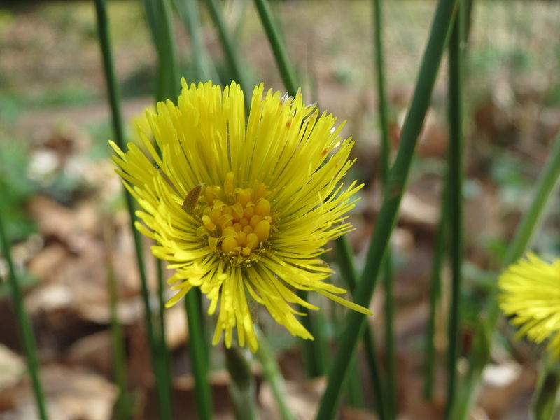 File:20140402Tussilago farfara2.jpg