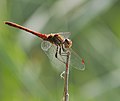 Große Heidelibelle - Sympetrum striolatum, Männchen