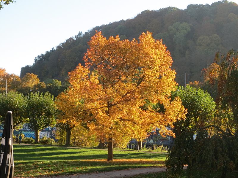 File:20161031Liquidambar styraciflua.jpg