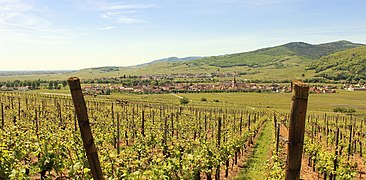 Vignobles de Kientzheim, au nord.