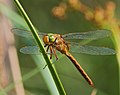 * Nomination Green-eyed hawker - Aeshna isoceles, male. Taken on the Glubig-Melang-Fließ in Wendisch Rietz, Brandenburg, Germany. By User:Hockei --Der Angemeldete 19:07, 28 March 2019 (UTC) * Promotion The insect is crystal clear --Eatcha 19:13, 28 March 2019 (UTC)
