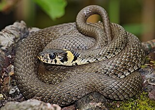 <span class="mw-page-title-main">Grass snake</span> Species of snake