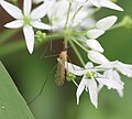 Vorschaubild für Limonia phragmitidis