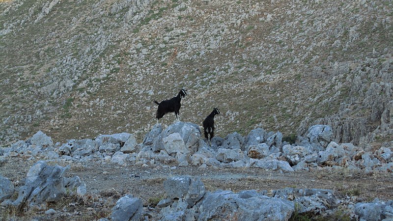 File:2 Goats - panoramio.jpg