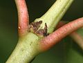 Interpetiolární palisty hlavoše západního (Cephalanthus occidentalis)