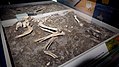 Dog skeleton on display at Lullingstone Roman Villa at Eynsford.