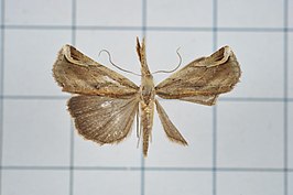 Hypena nepa