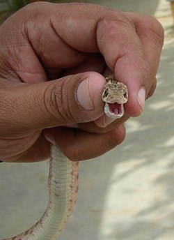 A glossy-bellied racer held in the hand AB043 glossy bellied racer.JPG