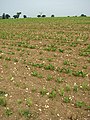 A crop of sugar beet - geograph.org.uk - 828905.jpg