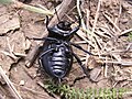 Coleoptera