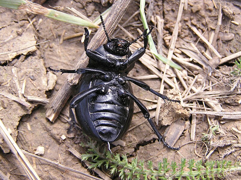 File:Ab insect 039.jpg